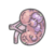Unidentified Kidney.png